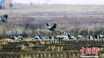 白枕鹤被爆料的视频在线观看,揭秘其神秘生活瞬间  第3张